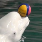 名古屋港水族館のベルーガ(シロイルカ)がかわいい!イルカショーもおすすめ【動画有】