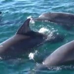 感動!熊本県天草イルカウォッチング体験記 野生イルカに癒されたい