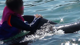 ドルフィンスイム　イルカにまたがって泳ぐ少年