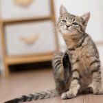 とびひにステロイド(リンデロン)を塗ると悪化!それでも使う2つの理由